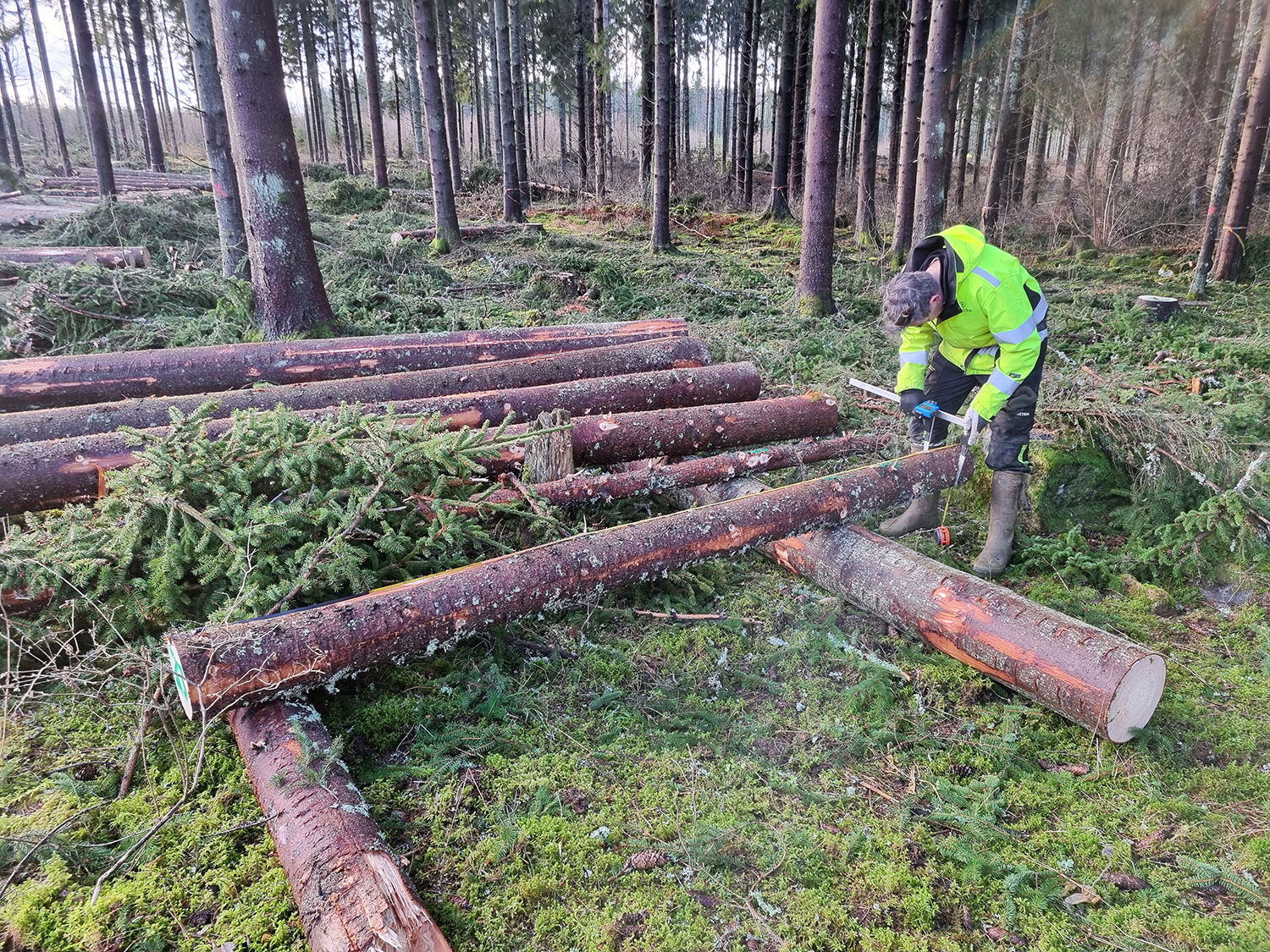 Skogforsk virkesvärdestest